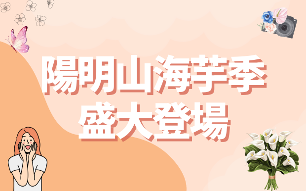 踏入夢幻白色仙境：2024陽明山海芋季盛大登場，邀您漫步花海，感受春天的浪漫 