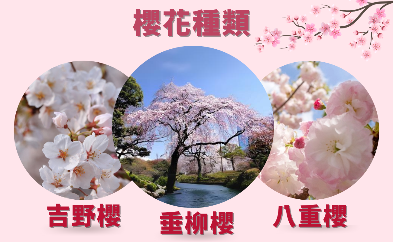 台灣櫻花種類