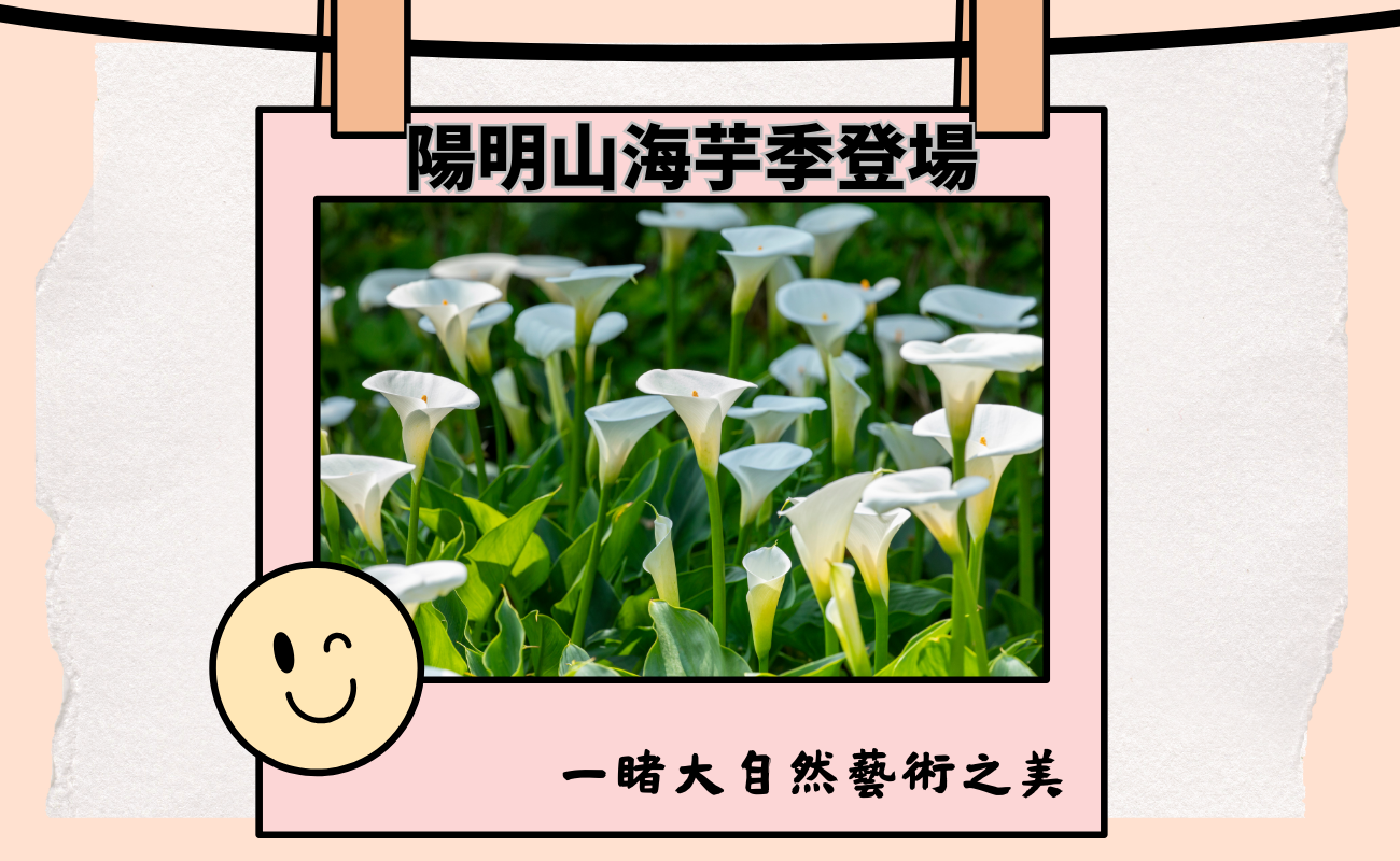 海芋季