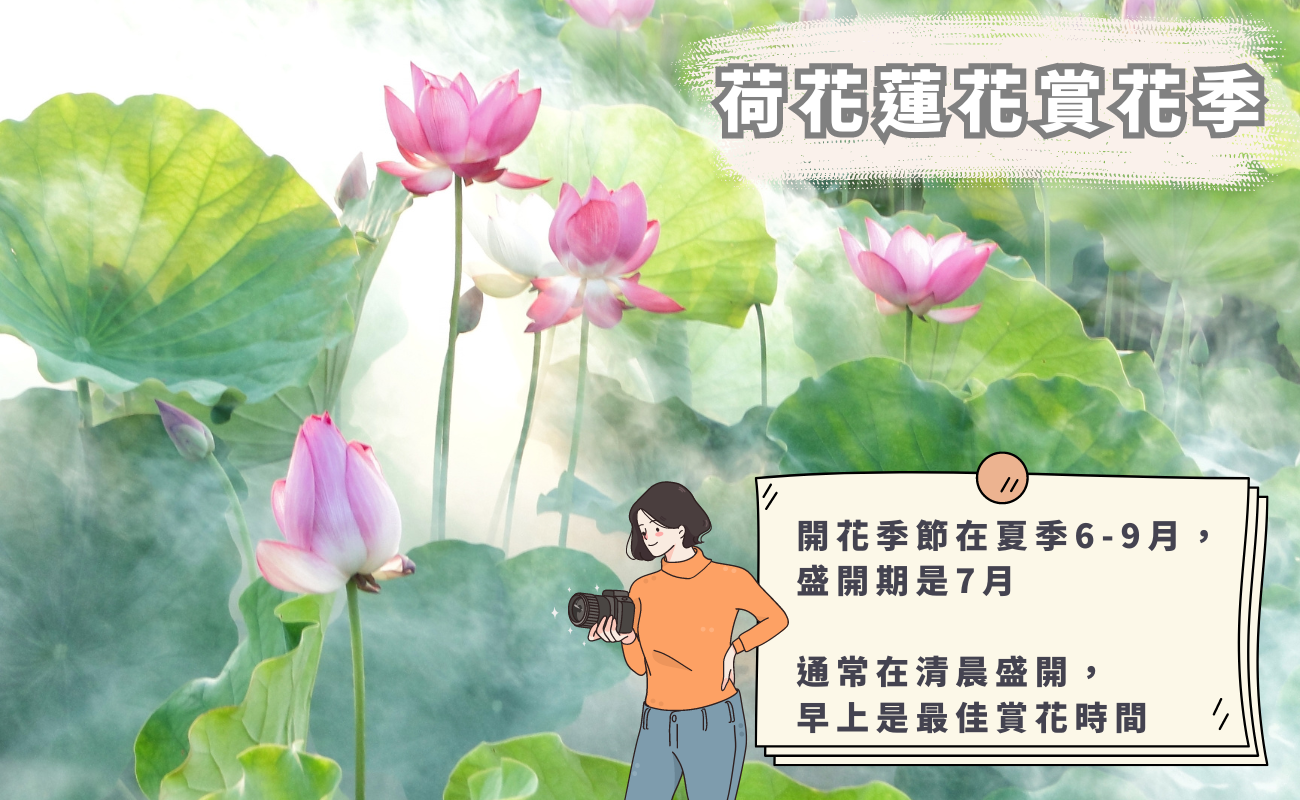 ​荷花蓮花賞花季