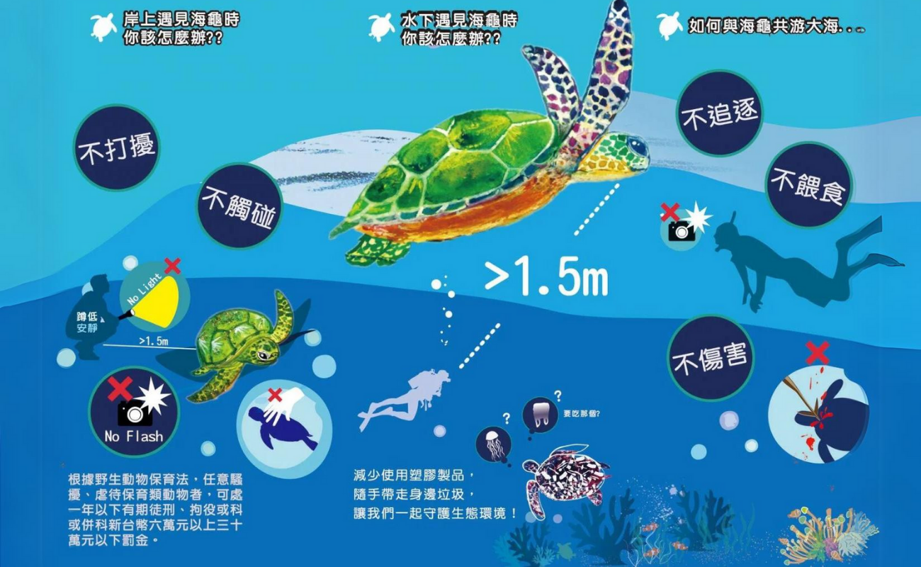 世界海龜日